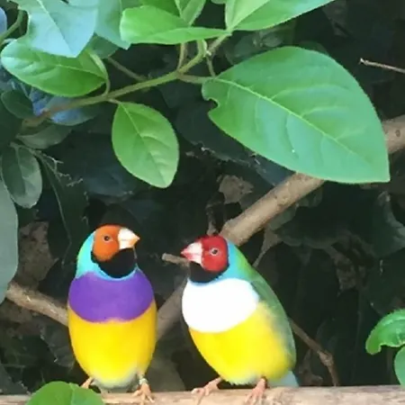 O'palmier Caché Bed and breakfast 4*